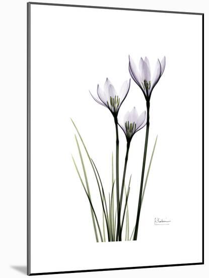Whit Rain Lily Portrait-Albert Koetsier-Mounted Premium Giclee Print