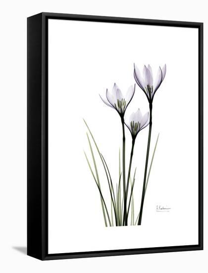 Whit Rain Lily Portrait-Albert Koetsier-Framed Stretched Canvas