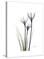 Whit Rain Lily Portrait-Albert Koetsier-Stretched Canvas