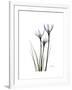 Whit Rain Lily Portrait-Albert Koetsier-Framed Premium Giclee Print