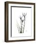 Whit Rain Lily Portrait-Albert Koetsier-Framed Premium Giclee Print