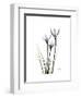 Whit Rain Lily Portrait-Albert Koetsier-Framed Premium Giclee Print