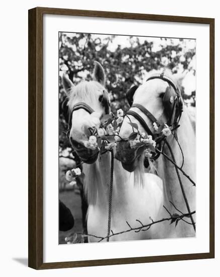 Whitbread Shires Pride and Prejudice on Their Summer Break at Paddock Wood, Kent, May 1962-null-Framed Photographic Print