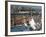 Whitby Harbour, Whitby, North Yorkshire, England, United Kingdom, Europe-Wogan David-Framed Photographic Print