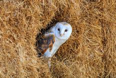 Barn Owl in A Hay Bale-WhitcombeRD-Photographic Print