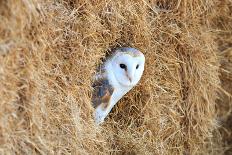 Barn Owl in A Hay Bale-WhitcombeRD-Photographic Print