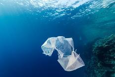 Discarded Plastic Bags Floats in the Sea next to A Coral Reef Wall-WhitcombeRD-Laminated Photographic Print