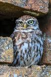 Barn Owl in A Hay Bale-WhitcombeRD-Photographic Print