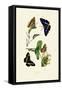 White Admiral, 1833-39-null-Framed Stretched Canvas