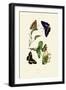 White Admiral, 1833-39-null-Framed Giclee Print