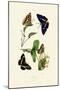 White Admiral, 1833-39-null-Mounted Giclee Print