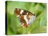 White Admiral Butterfly at Rest on Honeysuckle with Wings Closed, UK-Andy Sands-Stretched Canvas