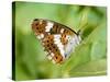 White Admiral Butterfly at Rest on Honeysuckle with Wings Closed, UK-Andy Sands-Stretched Canvas