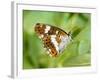 White Admiral Butterfly at Rest on Honeysuckle with Wings Closed, UK-Andy Sands-Framed Photographic Print