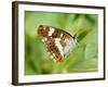 White Admiral Butterfly at Rest on Honeysuckle with Wings Closed, UK-Andy Sands-Framed Photographic Print