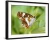 White Admiral Butterfly at Rest on Honeysuckle with Wings Closed, UK-Andy Sands-Framed Photographic Print