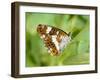 White Admiral Butterfly at Rest on Honeysuckle with Wings Closed, UK-Andy Sands-Framed Photographic Print