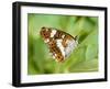 White Admiral Butterfly at Rest on Honeysuckle with Wings Closed, UK-Andy Sands-Framed Photographic Print