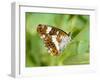 White Admiral Butterfly at Rest on Honeysuckle with Wings Closed, UK-Andy Sands-Framed Photographic Print