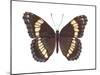 White Admiral Butterfly (Basilarchia Arthemis), Insects-Encyclopaedia Britannica-Mounted Poster