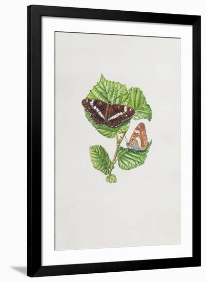 White Admiral Butterfly on Hazel Leaves-Elizabeth Rice-Framed Giclee Print