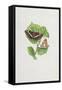 White Admiral Butterfly on Hazel Leaves-Elizabeth Rice-Framed Stretched Canvas