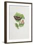 White Admiral Butterfly on Hazel Leaves-Elizabeth Rice-Framed Giclee Print