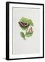 White Admiral Butterfly on Hazel Leaves-Elizabeth Rice-Framed Giclee Print