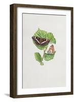 White Admiral Butterfly on Hazel Leaves-Elizabeth Rice-Framed Giclee Print