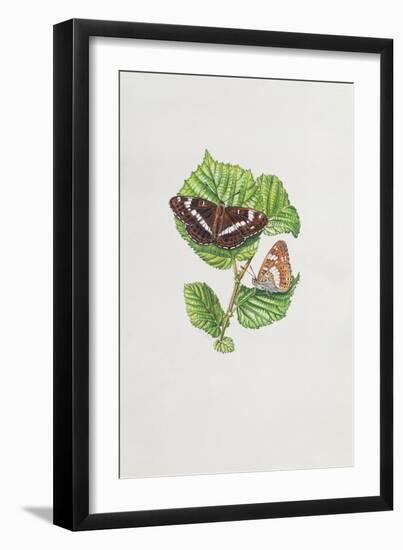 White Admiral Butterfly on Hazel Leaves-Elizabeth Rice-Framed Giclee Print