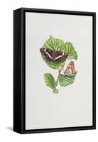 White Admiral Butterfly on Hazel Leaves-Elizabeth Rice-Framed Stretched Canvas