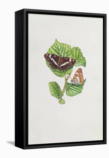 White Admiral Butterfly on Hazel Leaves-Elizabeth Rice-Framed Stretched Canvas