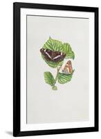 White Admiral Butterfly on Hazel Leaves-Elizabeth Rice-Framed Premium Giclee Print