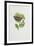 White Admiral Butterfly on Hazel Leaves-Elizabeth Rice-Framed Premium Giclee Print