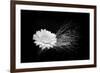 White Affection-Philippe Sainte-Laudy-Framed Photographic Print