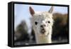 White Alpaca-BLFInk-Framed Stretched Canvas