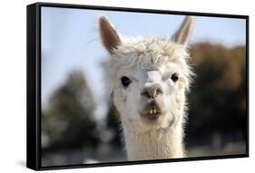 White Alpaca-BLFInk-Framed Stretched Canvas