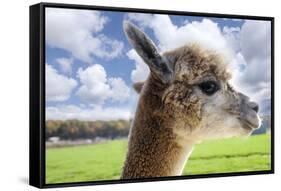 White Alpaca-BLFInk-Framed Stretched Canvas