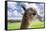 White Alpaca-BLFInk-Framed Stretched Canvas