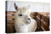 White Alpaca-j0yce-Stretched Canvas