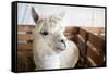 White Alpaca-j0yce-Framed Stretched Canvas