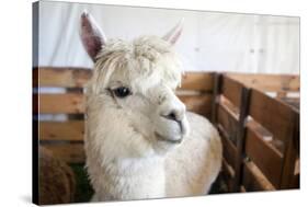 White Alpaca-j0yce-Stretched Canvas