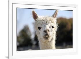 White Alpaca-BLFInk-Framed Photographic Print