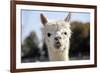 White Alpaca-BLFInk-Framed Photographic Print