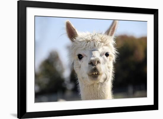 White Alpaca-BLFInk-Framed Photographic Print