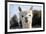 White Alpaca-BLFInk-Framed Photographic Print