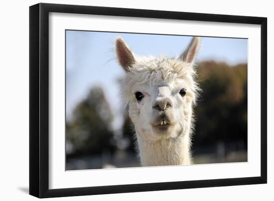 White Alpaca-BLFInk-Framed Photographic Print