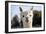 White Alpaca-BLFInk-Framed Photographic Print