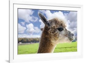 White Alpaca-BLFInk-Framed Photographic Print