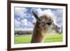 White Alpaca-BLFInk-Framed Photographic Print